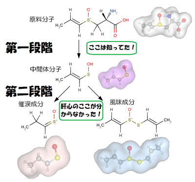 【詳説】2013年イグノーベル化学賞！「涙のでないタマネギ開発」 - 化学者のつぶやき -Chem-Station-