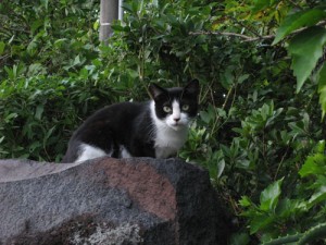 八丈島の猫だからハチと命名