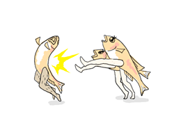 追い出されるオスメダカ 追い出されるオス