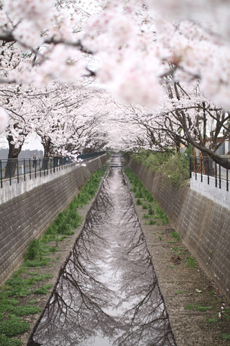 いきものがかりの歌詞に登場したという桜道