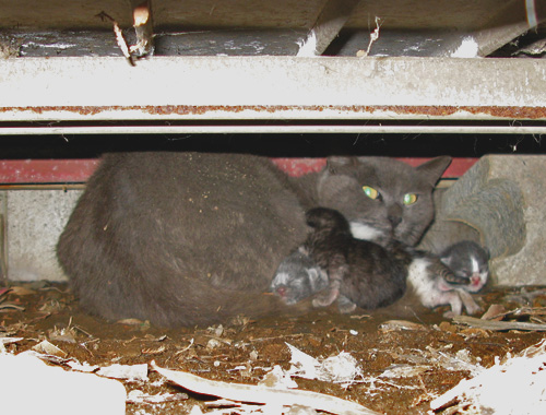 倉庫の下で出産した野良猫