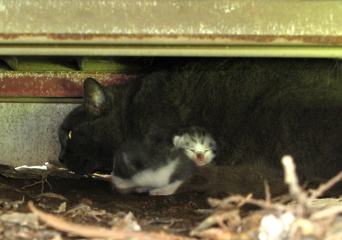 脱出を計る子猫