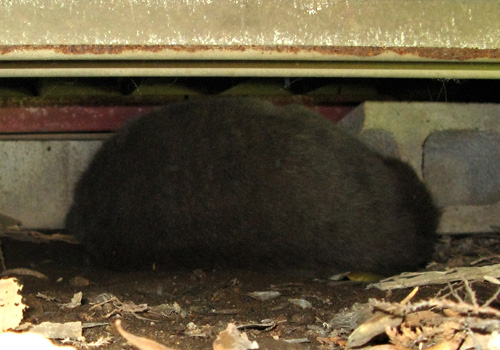 包み込む母猫