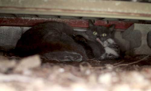 甘える子猫とそれどころでない母猫 甘える子猫とそれどころでない母猫
