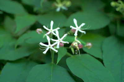 高山植物？