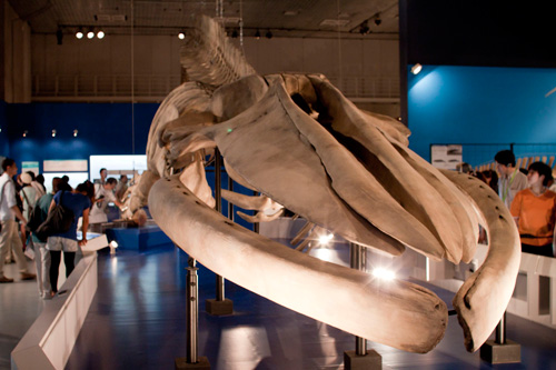 シロナガスクジラの全身骨格